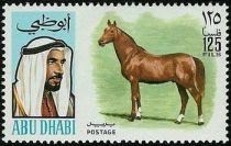 Arab Stallion (Equus ferus caballus)