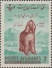 Afghan Hound (Canis lupus familiaris)