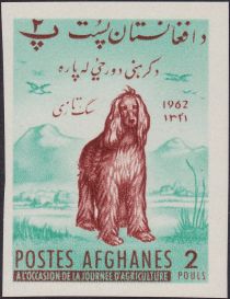 Afghan Hound (Canis lupus familiaris)