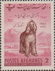 Afghan Hound (Canis lupus familiaris)