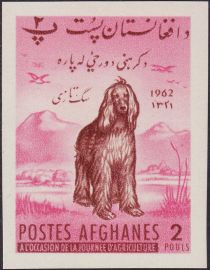 Afghan Hound (Canis lupus familiaris)