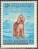 Afghan Hound (Canis lupus familiaris)