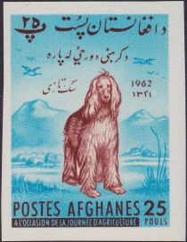 Afghan Hound (Canis lupus familiaris)