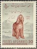 Afghan Hound (Canis lupus familiaris)