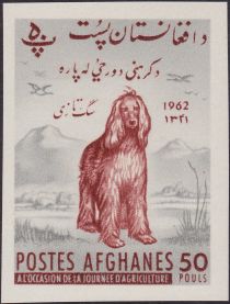 Afghan Hound (Canis lupus familiaris)