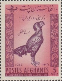 Afghan Rooster (Gallus gallus domesticus)