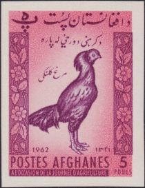 Afghan Rooster (Gallus gallus domesticus)