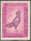 Afghan Rooster (Gallus gallus domesticus)