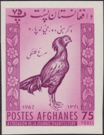 Afghan Rooster (Gallus gallus domesticus)