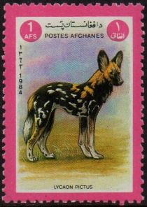 African Wild Dog (Lycaon pictus)