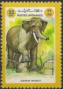 Asian Elephant (Elephas maximus)