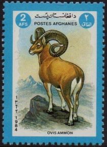 Argali or Mountain Sheep (Ovis ammon)