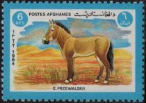 Przewalski's Horse (Equus ferus przewalskii)