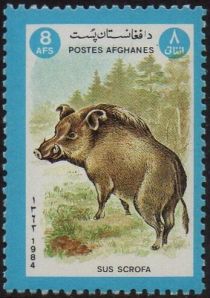 Wild Boar (Sus scrofa)