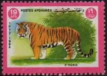 Tiger (Panthera tigris)