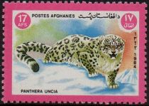 Snow Leopard (Panthera uncia)