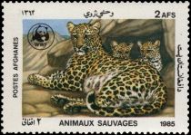 Leopard (Panthera pardus) and Cubs