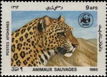 Head of Leopard (Panthera pardus)