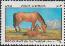 Horse (Equus ferus caballus) - Mare with Foal