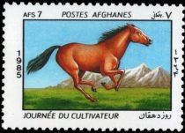 Horse (Equus ferus caballus)