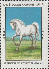 Horse (Equus ferus caballus)