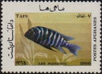 Green Fin Cichlid (Cichlasoma nigrofasciatum)