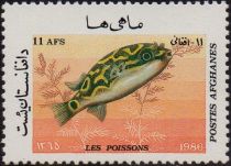 Eyespot Puffer (Tetraodon biocellatus)