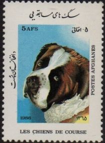 St. Bernard (Canis lupus familiaris)