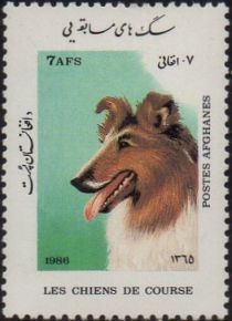 Rough Collie (Canis lupus familiaris)