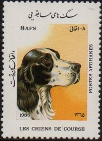 Spaniel (Canis lupus familiaris)