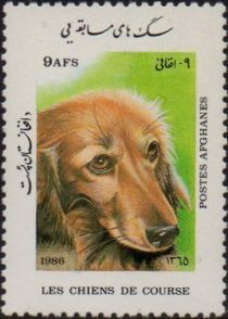 Long-haired Dachshund (Canis lupus familiaris)