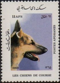 German Shepherd (Canis lupus familiaris)