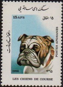 Bulldog (Canis lupus familiaris)