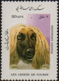 Afghan Hound (Canis lupus familiaris)