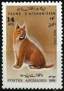 Eurasian Lynx (Lynx lynx)