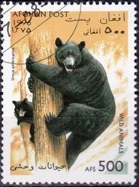 American Black Bear (Ursus americanus)