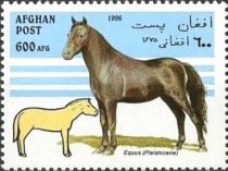 Horse (Equus ferus caballus), Equus (Pleistocene)