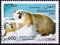 Polar Bear (Ursus maritimus)