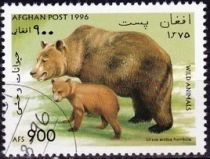 Grizzly Bear (Ursus arctos horribilis)