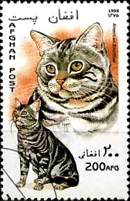 American Shorthair (Felis silvestris catus)