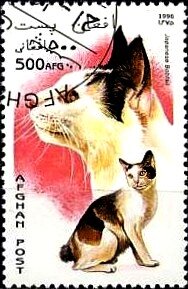 Japanese Bobtail (Felis silvestris catus)