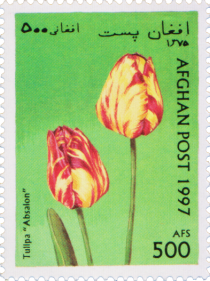 Tulipa "Absalon"