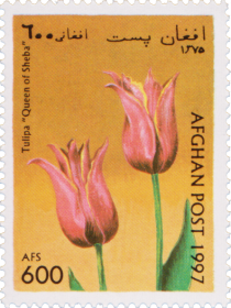 Tulipa "Queen of Sheba"