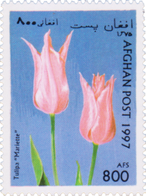 Tulipa "Mariette"