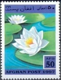 Fragrant Water-lily (Nymphaea odorata)