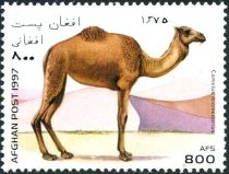 Dromedary (Camelus dromedarius)