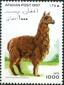 Alpaca (Lama guanicoe pacos)