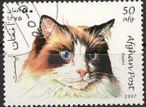 Ragdoll (Felis silvestris catus)