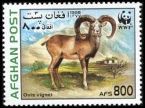 Urial (Ovis orientalis vignei)