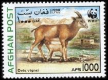 Urial (Ovis orientalis vignei)